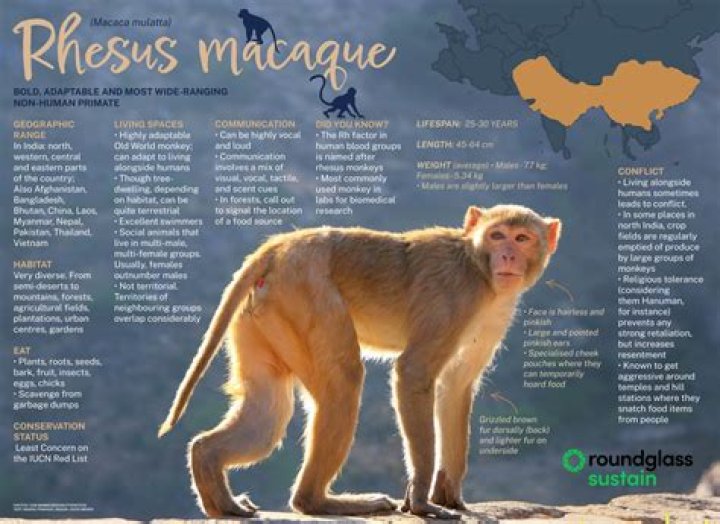 Where are macaques found?