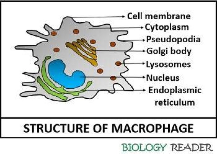 Where are macrophages found?