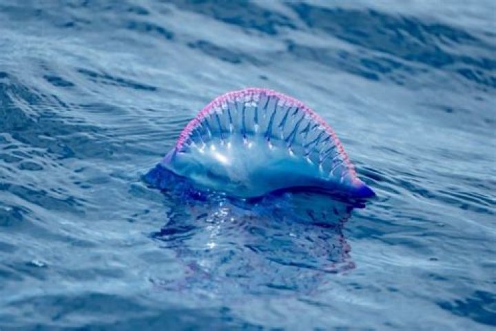 Where are man of war?