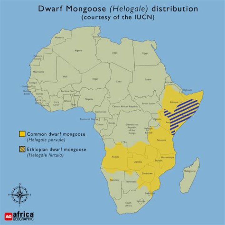 Where are mongoose found?