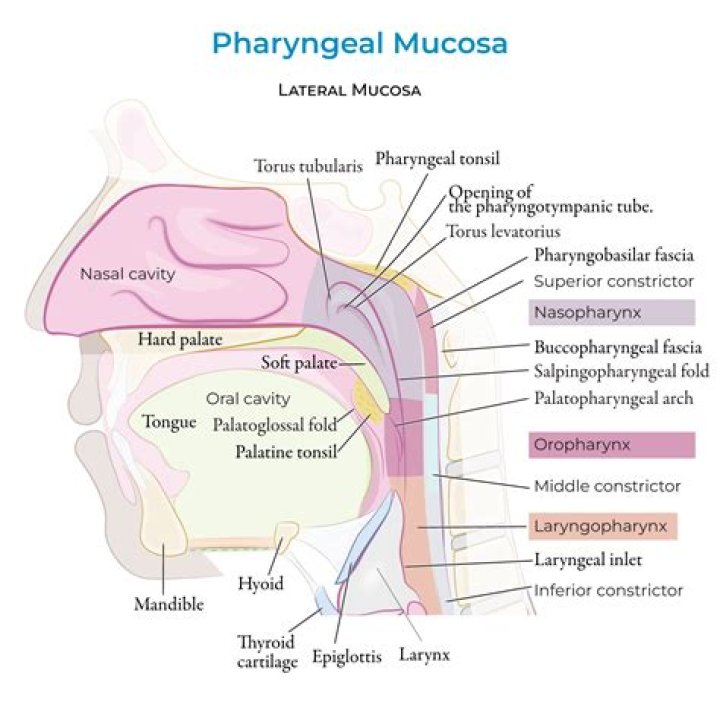 Where are mucosal found?