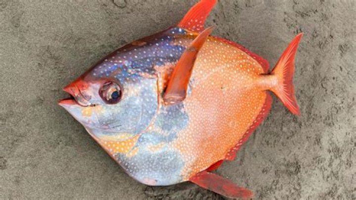 Where are opah fish found?