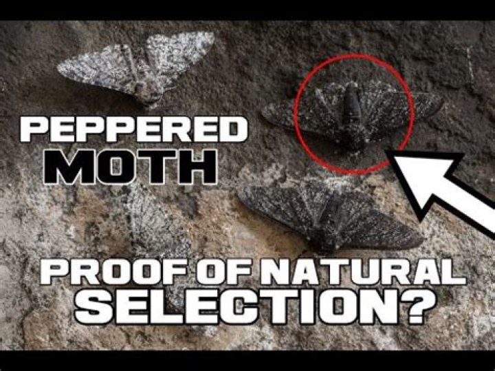 Where are peppered moths found?
