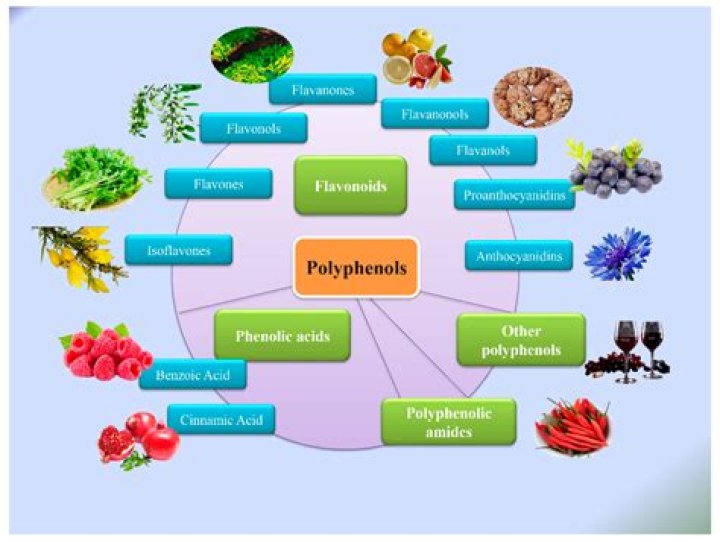 Where are polyphenols used?