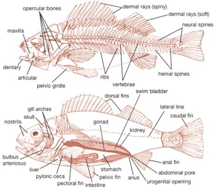 Where are porkfish found?