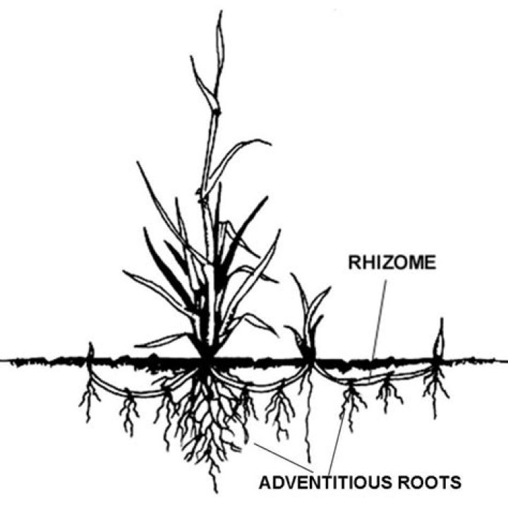 Where are rhizomes found?