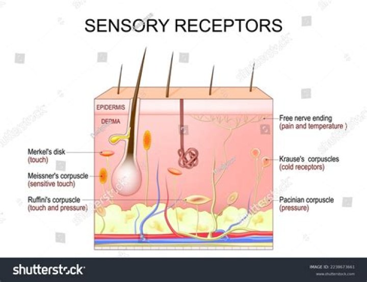 Where are sensory receptors located?