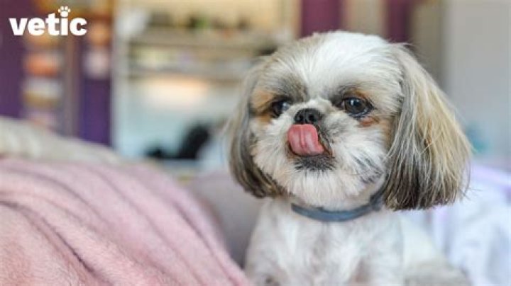 Where are shih tzu dogs from?