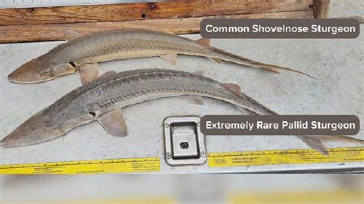 Where are shovelnose sturgeon found?