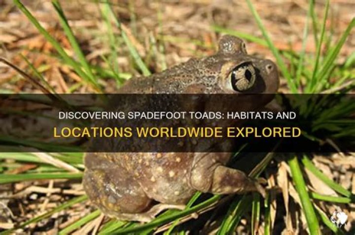 Where are spadefoot toads found?