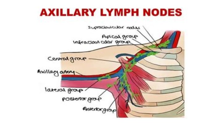 Where are subpectoral lymph nodes?