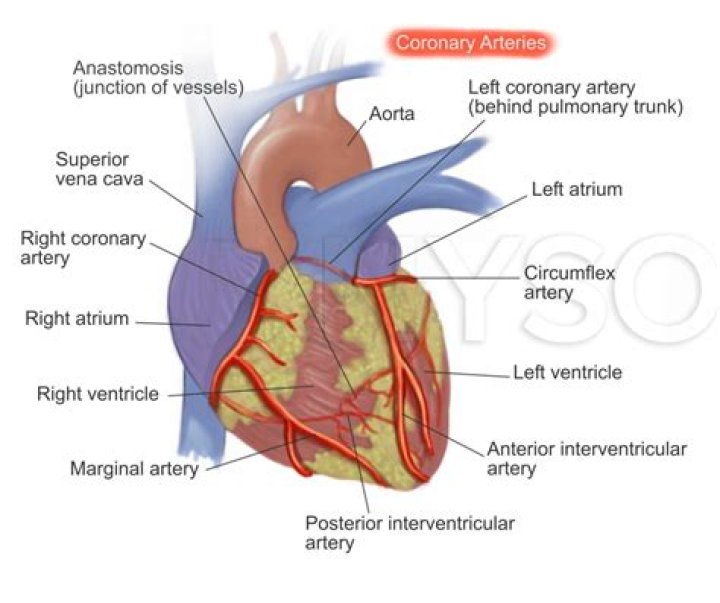 Where are the arterial anastomosis?