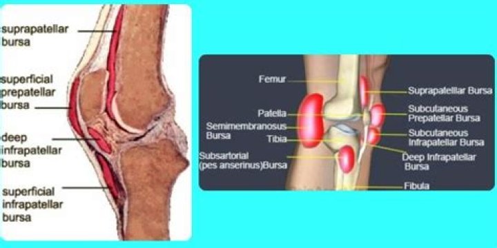 Where are the bursae in the knee?