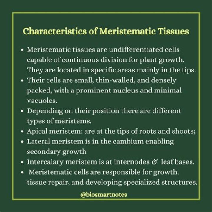 Where are the characteristics of meristematic tissue?