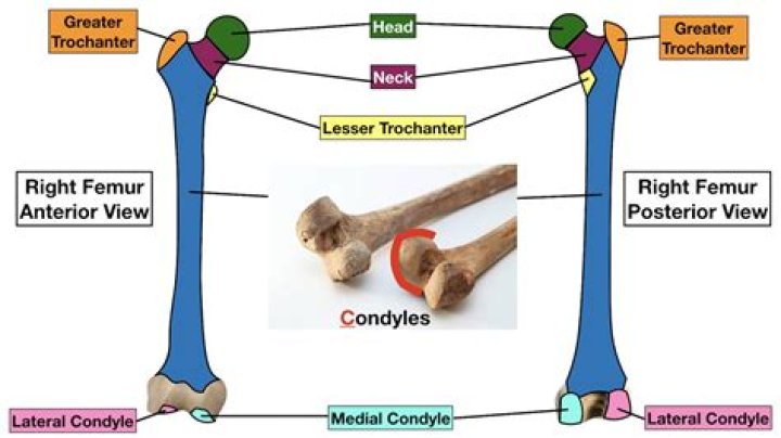 Where are the condyles on the femur?