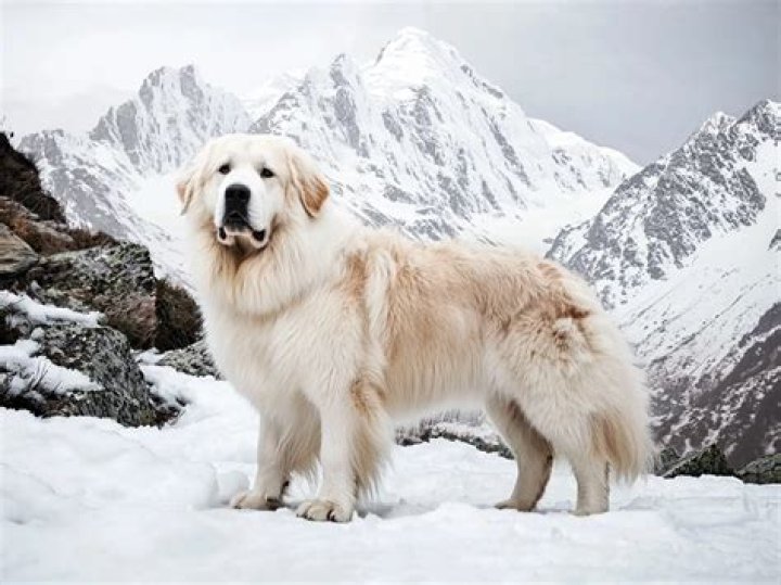 Where are the great pyrenees mountains located?