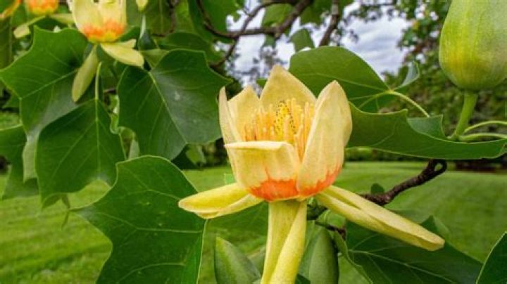 Where are the seeds on a tulip tree?
