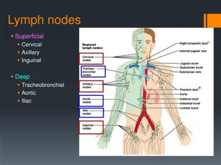 Where are there aggregations of lymph nodes?