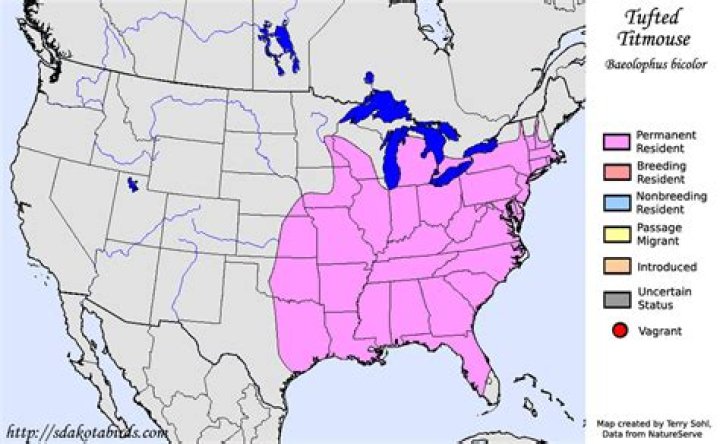 Where are tufted titmouse native?