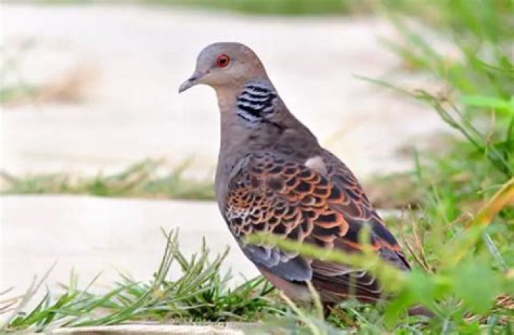 Where are turtle doves found?