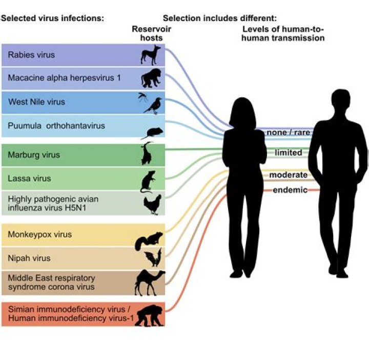 Where are viruses encased?