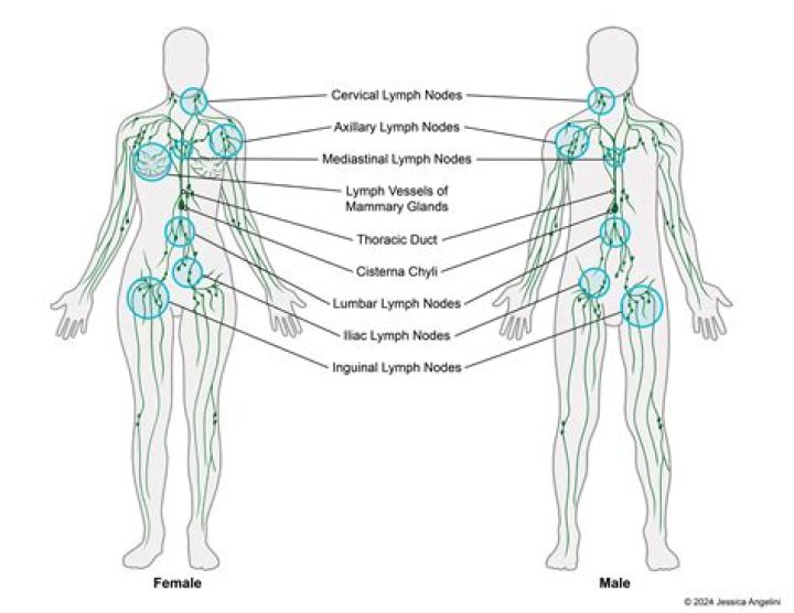 Where are your lymph nodes located?