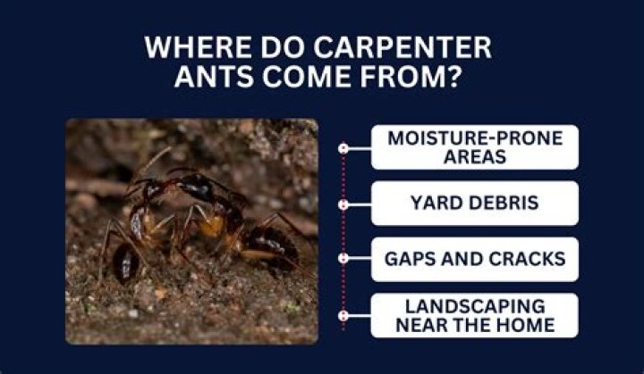 Where carpenter ants are found?
