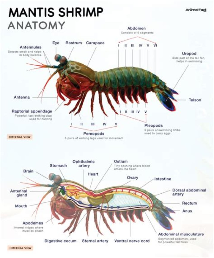 Where did compos mentis come from?