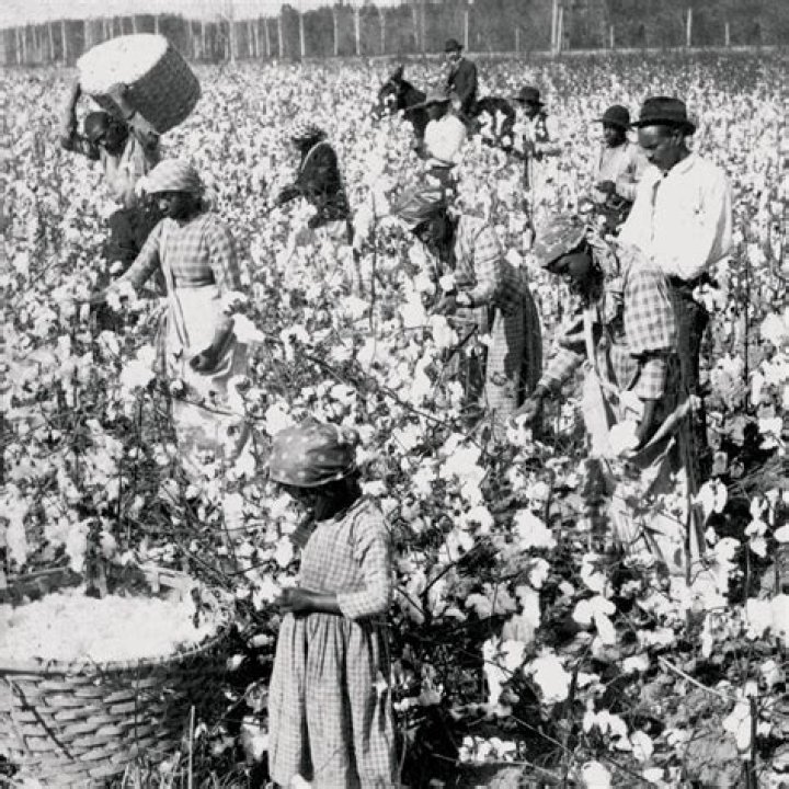 Where did cottonocracy come from?