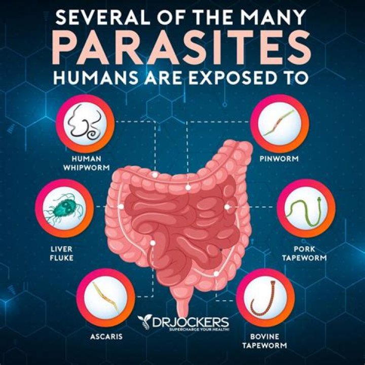 Where did parasites originate?