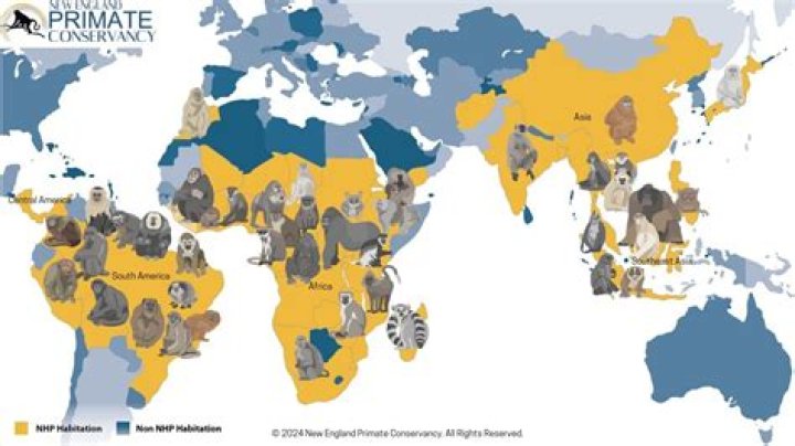 Where did prosimians come from?