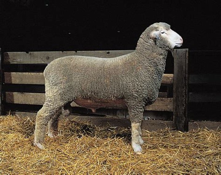Where did rambouillet sheep originated?