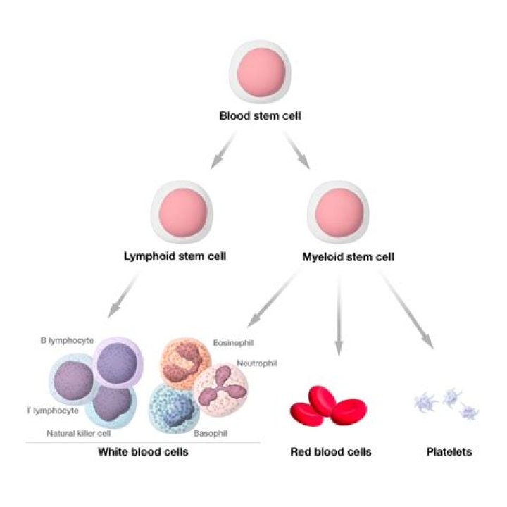 Where did reticulocyte originate?