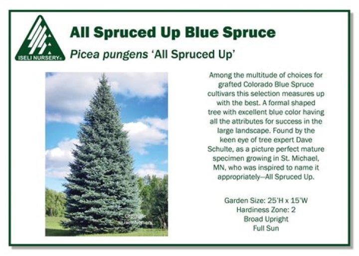 Where did spruced up come from?