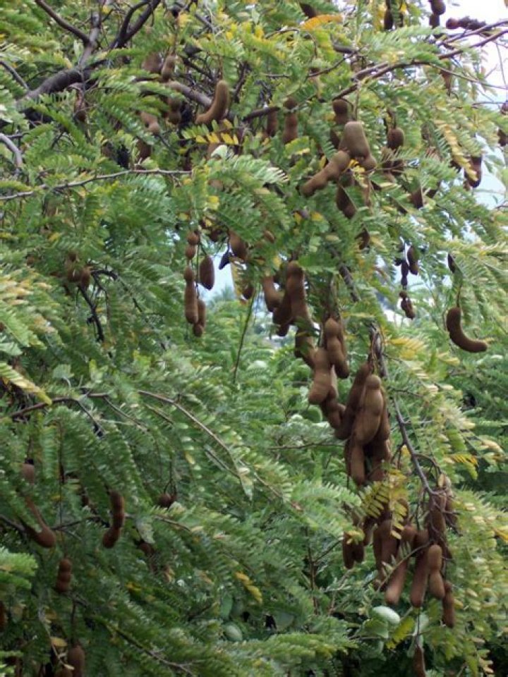 Where did tamarisk come from?