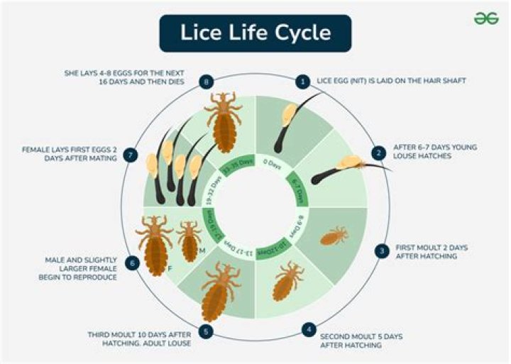 Where did the word lice come from?