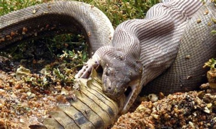 Where did the word ophidiophobia originate?