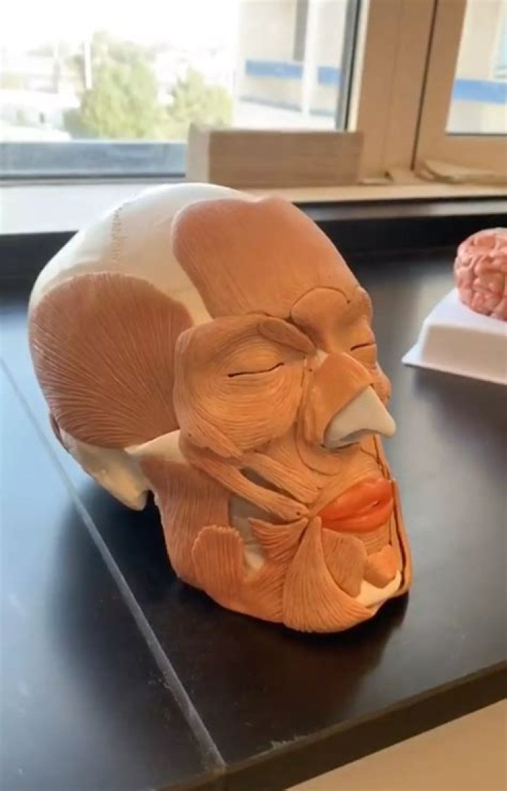 Where dimples come from?