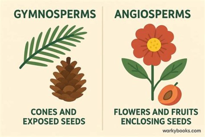 Where do angiosperms grow?