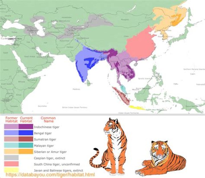 Where do bengal tigers live?