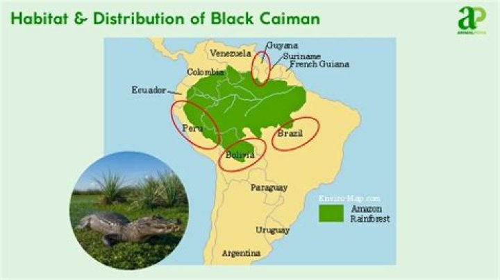 Where do black caimans live?