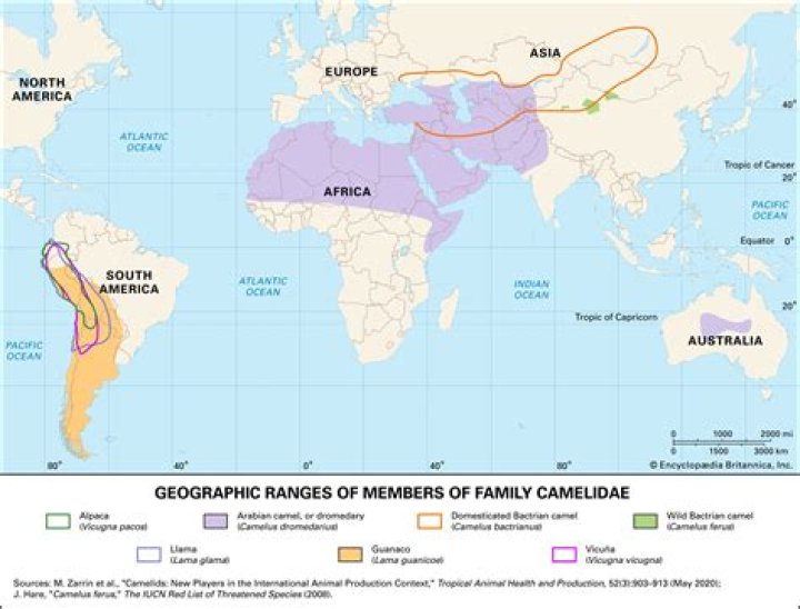 Where do camels live?