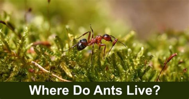 Where do camponotus ants live?