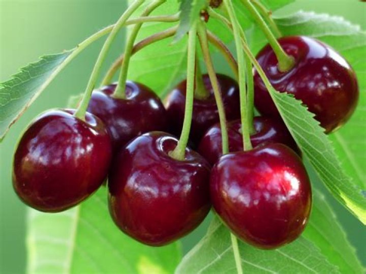 Where do cereza grow?
