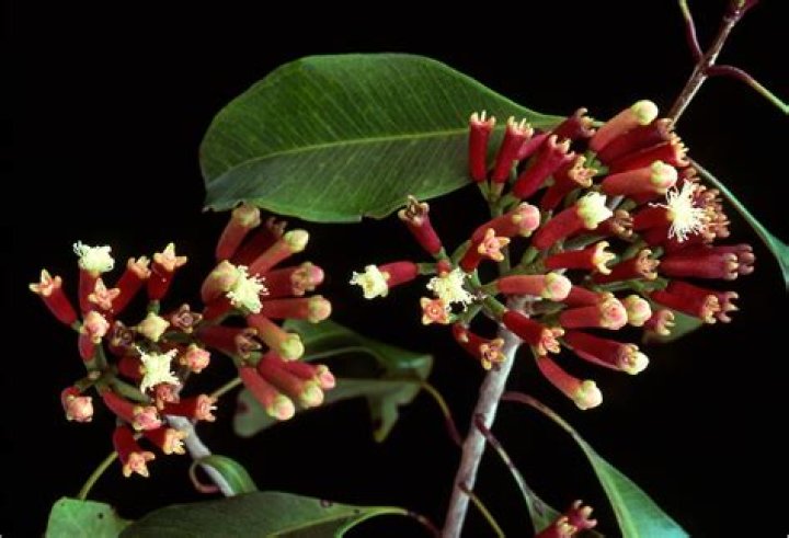 Where do cloves grow?