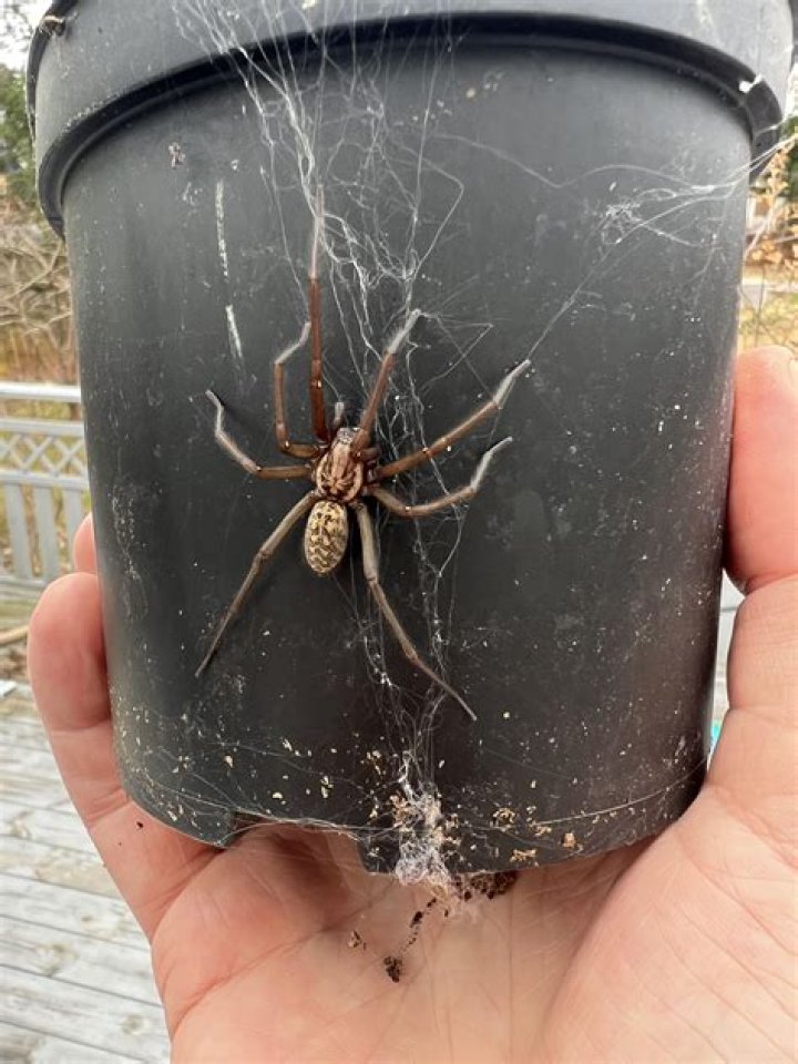 Where do cobweb spiders live?