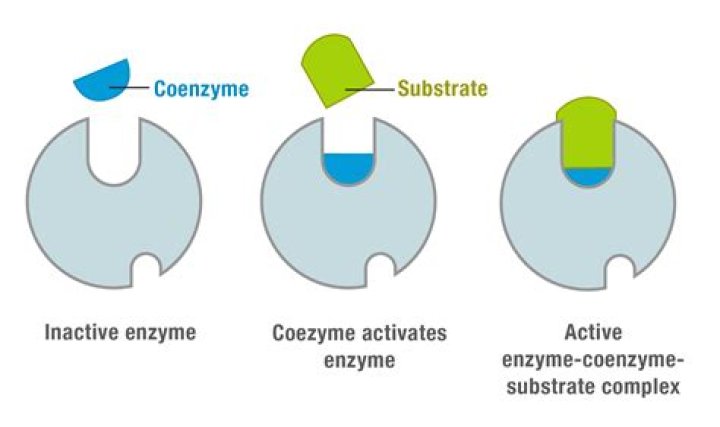 Where do cofactors and coenzymes bind?
