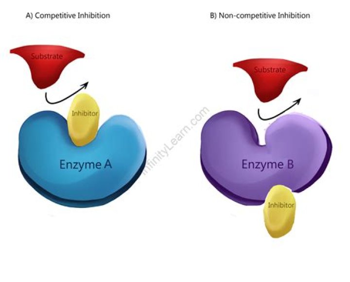 Where do competitive inhibitors bind?