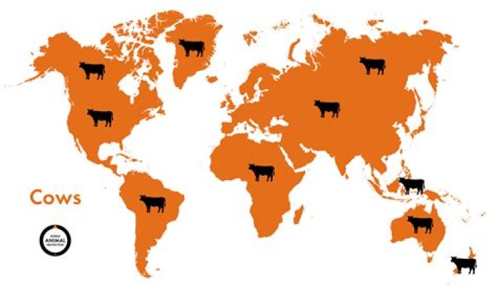 Where do cows live?