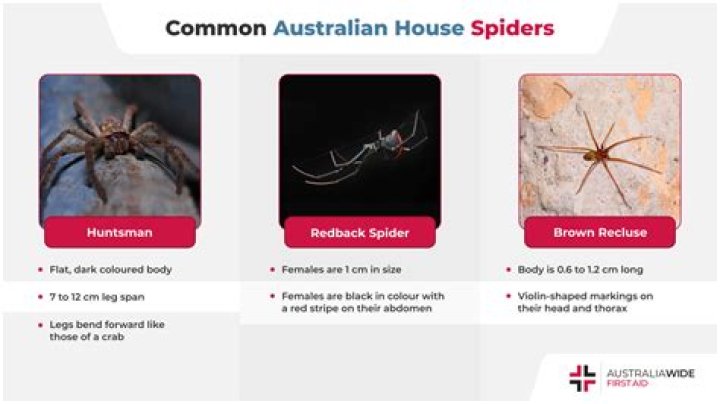 Where do cupboard spiders live?